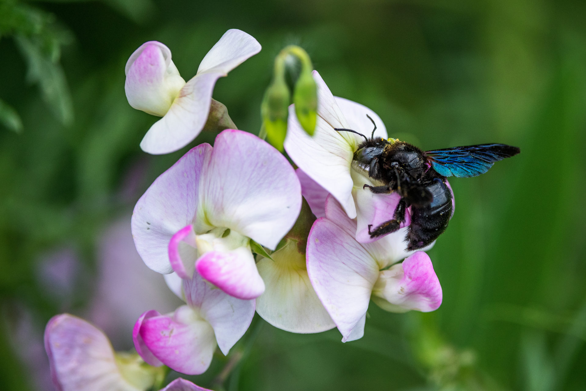 Startseite Schmiedel e.V.